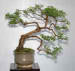 Bonsai aus Fingerkraut (Potentilla)