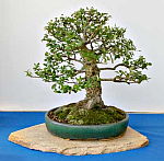 Bonsai Korkeiche