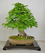 Bonsai gestalten Bonsai gestalten
