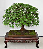 Bonsai aus Ulmus minor