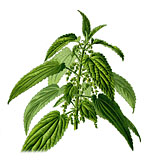 Vorschaubild: Brennnessel