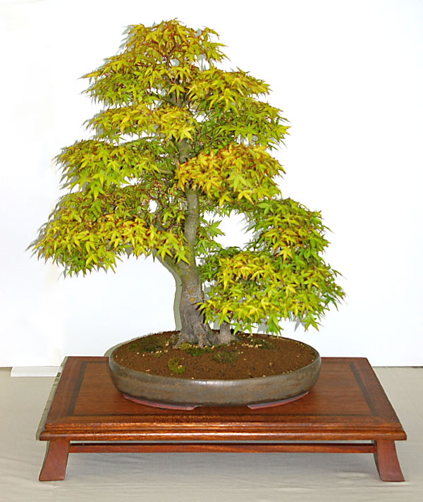 Acer palmatum 'Katsura Hime' auf der Ausstellung der Bonsai-AKs NRW 2007