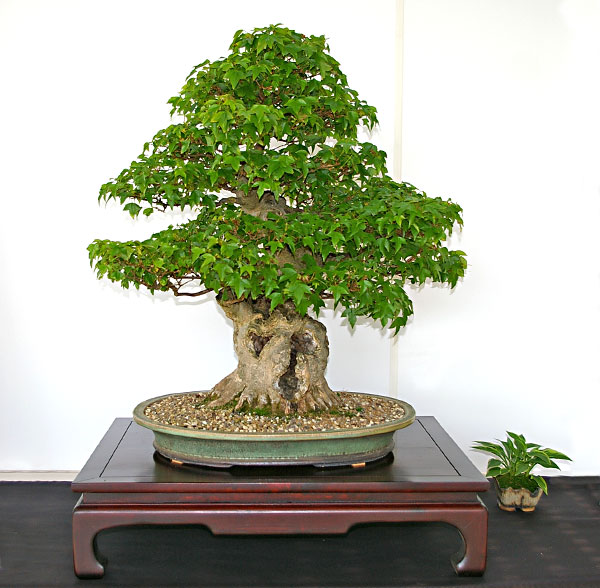 Acer buergerianum auf der Ausstellung der Bonsai-AKs NRW 2010