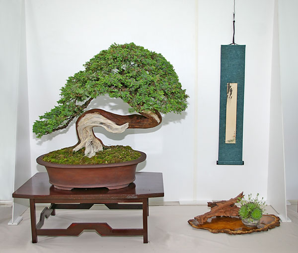Juniperus communis auf der Ausstellung der Bonsai-AKs NRW 2010
