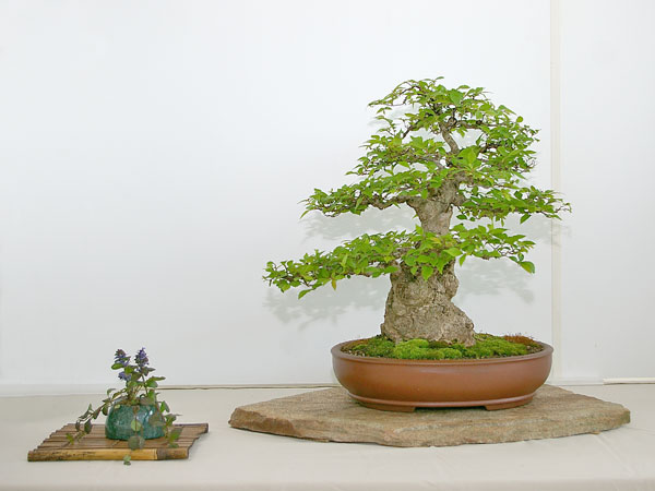 Ulmus pumila auf der Ausstellung der Bonsai-AKs NRW 2010