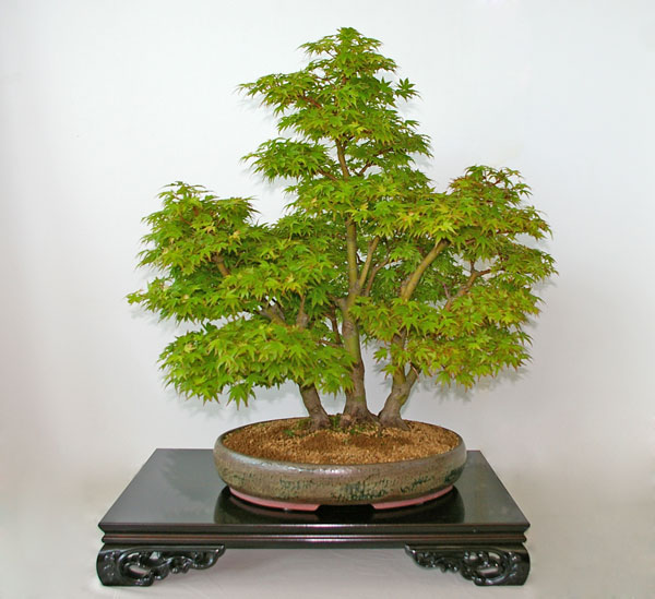 Acer palmatum 'Coonara Pygmy', Ausstellung der Bonsai-AKs NRW 2011