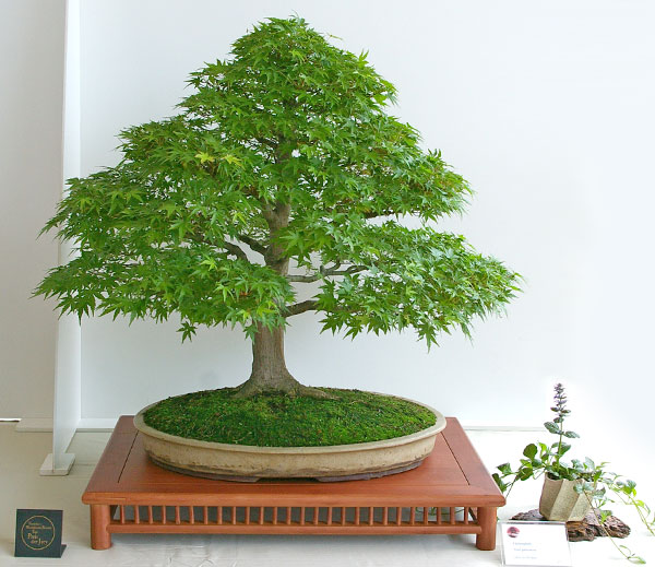 Streng aufrechter Bonsai aus Acer palmatum auf der Ausstellung der Bonsai-AKs NRW 2011