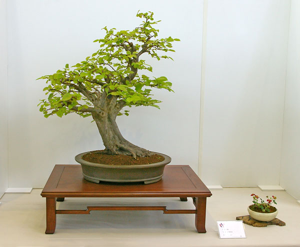 Carpinus betulus auf der Ausstellung der Bonsai-AKs NRW 2011