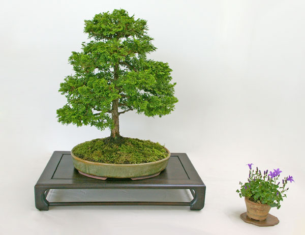 Chamaecyparis obtusa auf der Ausstellung der Bonsai-AKs NRW 2011