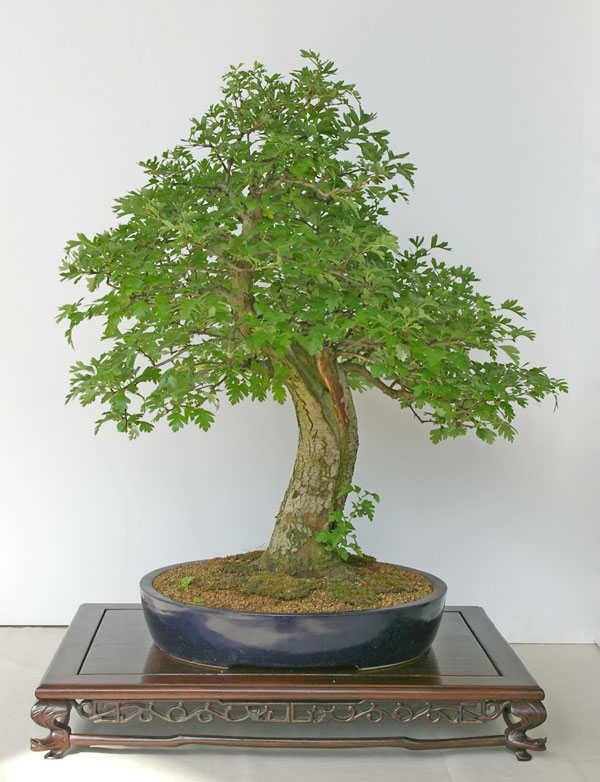 Chamaecyparis obtusa auf der Ausstellung der Bonsai-AKs NRW 2011