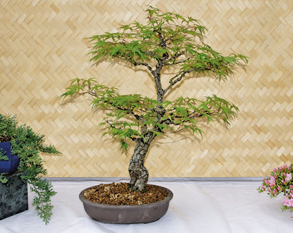 Acer palmatum 'Arakawa' auf der Ausstellung der Bonsaifreunde Osnabrück 2012