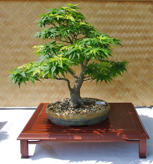 Acer palmatum 'Mikawa yatsubusa' auf der Ausstellung der Bonsaifreunde Osnabrück 2012