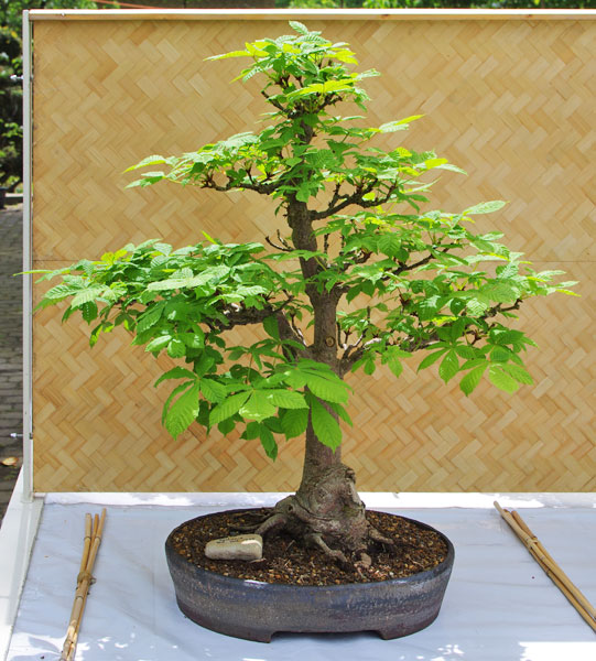 Aesculus hippocastanum auf der Ausstellung der Bonsaifreunde Osnabrück 2012