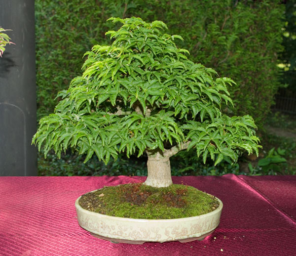 Acer palmatum 'Shishigashira' auf der Ausstellung des Bonsai-Team Bonn 2012