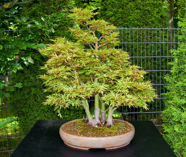 Acer palmatum 'Tennyo no hoshi' auf der Ausstellung des Bonsai-Team Bonn 2012