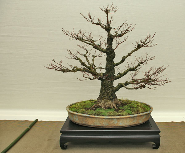 Acer palmatum 'Arakawa' auf der Hai Yama Ten 2012
