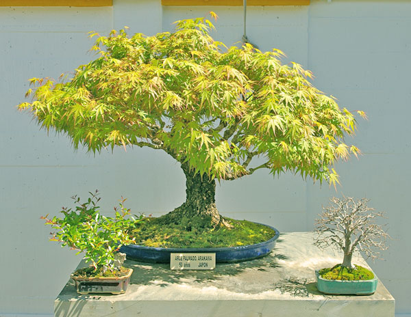 Acer palmatum 'Arakawa', Museo del Bonsái, Marbella