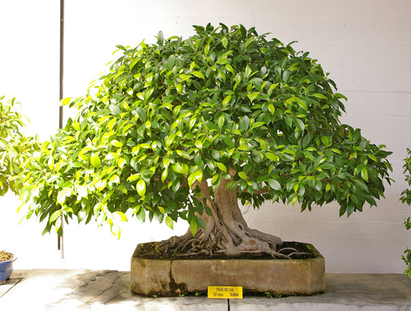 Ficus retusa, Museo del Bonsái, Marbella