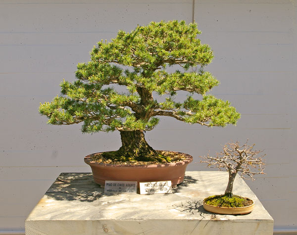 Pinus parviflora, Museo del Bonsái, Marbella