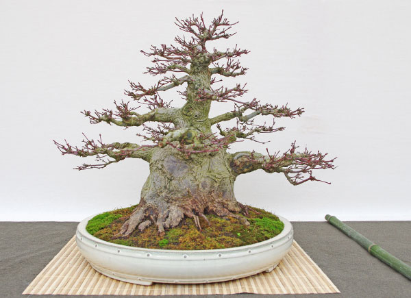 Hai Yama Ten - 50 Jahre alter Acer palmatum