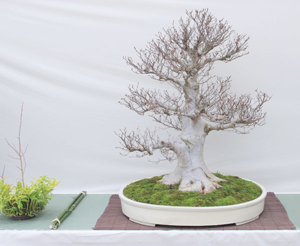 Bonsai aus Fagus crenata auf der Hai Yama Ten 2013