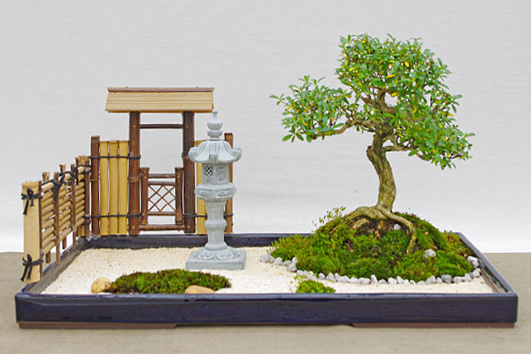 Carpinus coreana, Shohin, auf der Hai Yama Ten 2013