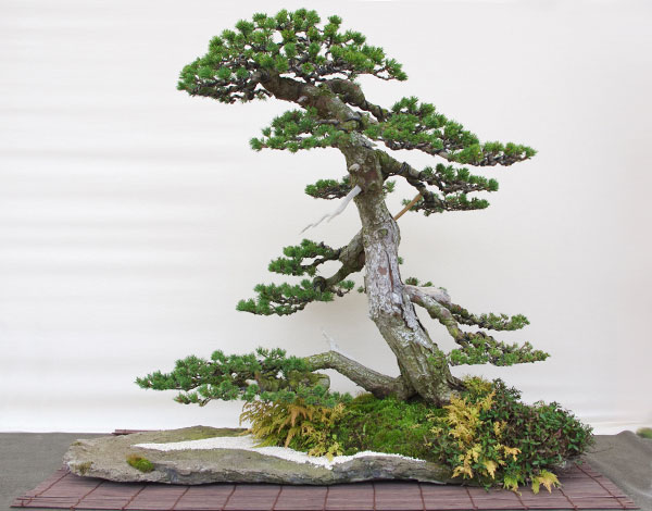 Pinus pentaphylla 'Kokonoe' auf der Hai Yama Ten 2013