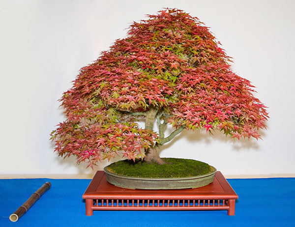 Acer palmatum auf der Ausstellung der Bonsai-AKs NRW 2013
