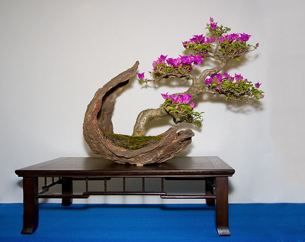 Bougainvillea grabla auf der Ausstellung der Bonsai-AKs NRW 2013