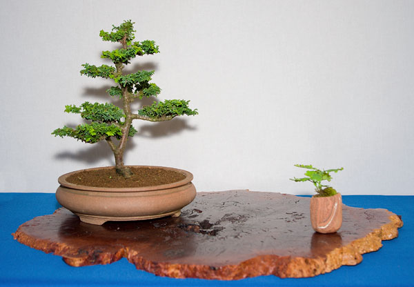 Chamaecyparis obtusa 'Chirimen' auf der Ausstellung der Bonsai-AKs NRW 2013