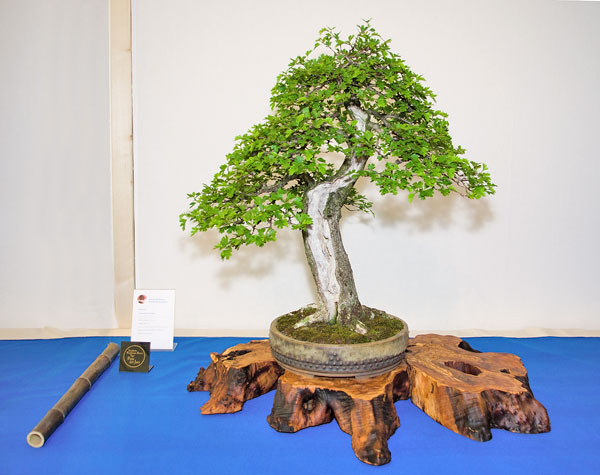 Crataegus monogyna auf der Ausstellung der Bonsai-AKs NRW 2013