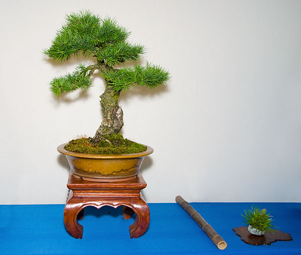 Larix decidua auf der Ausstellung der Bonsai-AKs NRW 2013