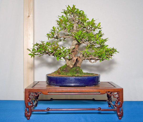 Punica granatum auf der Ausstellung der Bonsai-AKs NRW 2013