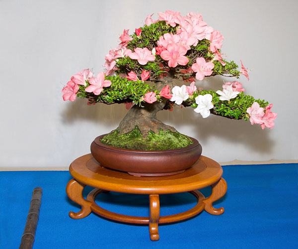 Rhododendron indicum 'Yama-no-Hikari' auf der Ausstellung der Bonsai-AKs NRW 2013
