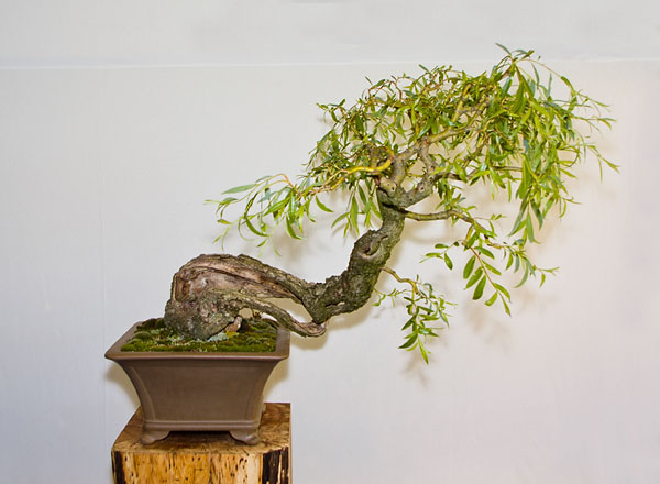 Salix babylonica auf der Ausstellung der Bonsai-AKs NRW 2013
