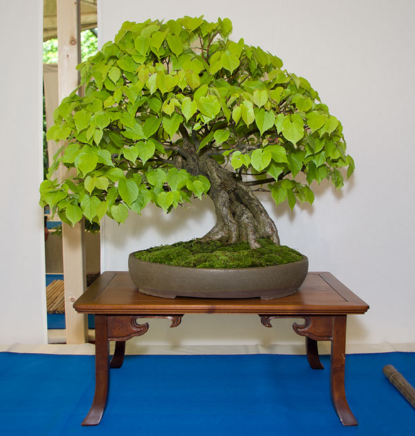 Tilia cordata auf der Ausstellung der Bonsai-AKs NRW 2013