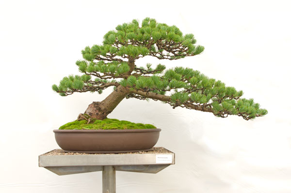 Mädchenkiefer, Pinus pentaphylla, gestaltet von Hermann Pieper