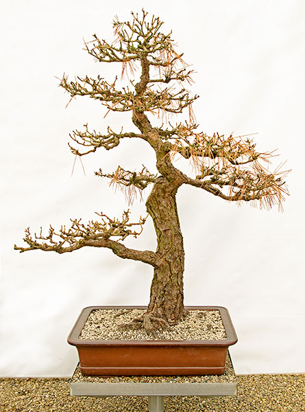 Pinus thunbergii - Japanische Schwarzkiefer - abgestorben