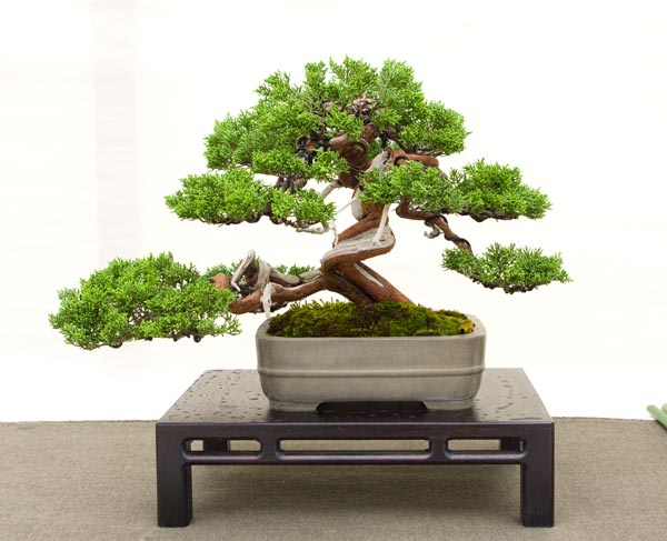 Hai Yama Ten 2015: Juniperus chinensis, Chinesischer Wacholder