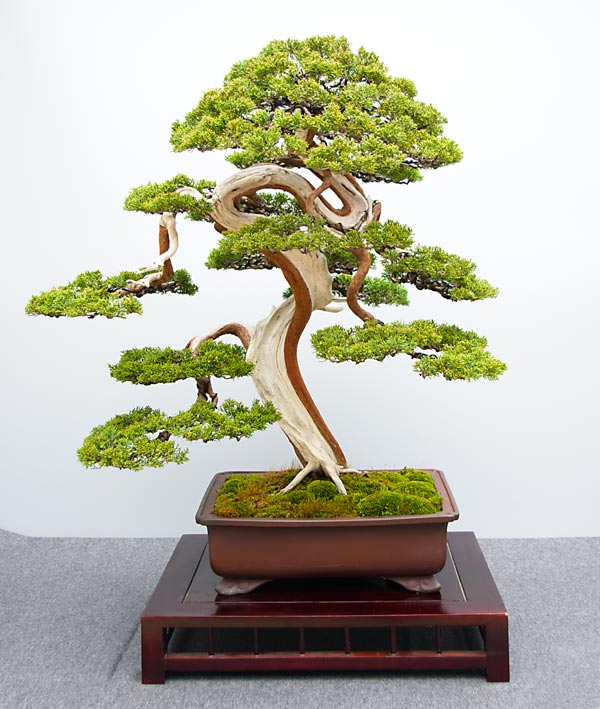 Hai Yama Ten 2015: Juniperus chinensis, Chinesischer Wacholder