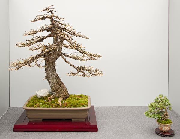 Hai Yama Ten 2015: Larix decidua, Europäische Lärche