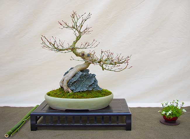 Hai Yama Ten 2016: Acer palmatum, Fächer-Ahorn