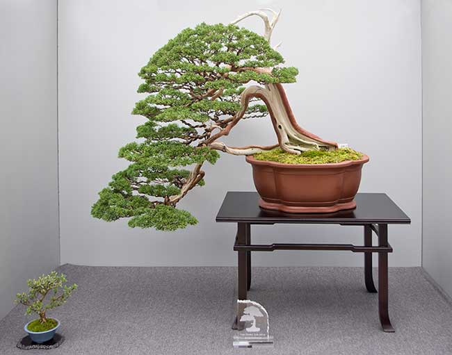 Hai Yama Ten 2016: Juniperus chinensis, Chinesischer Wacholder