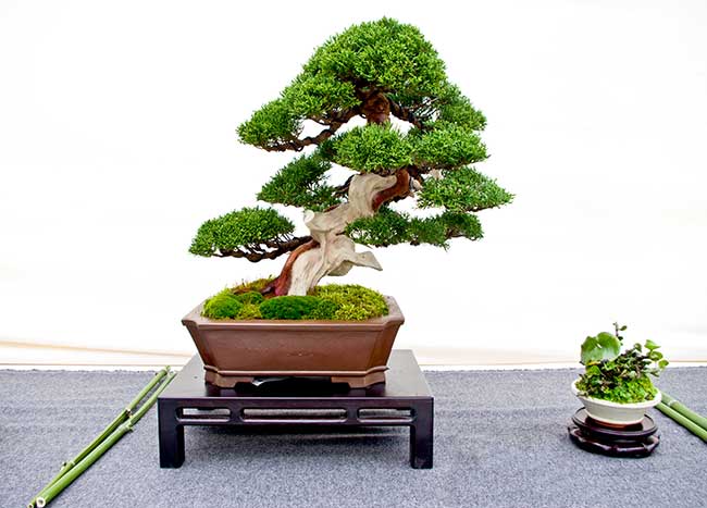 Hai Yama Ten 2016: Juniperus chinensis, Chinesischer Wacholder