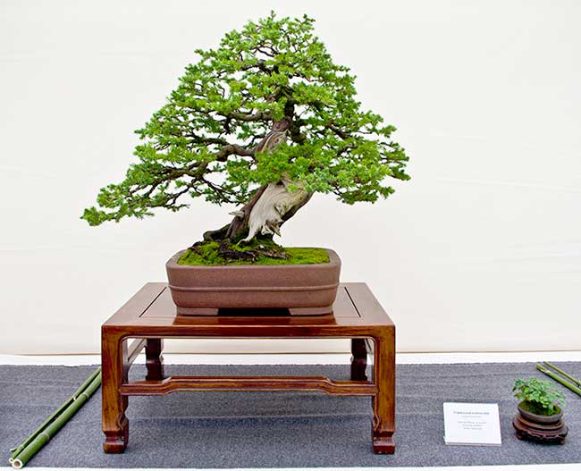 Hai Yama Ten 2016: Juniperus formosana, Formosa-Wacholder