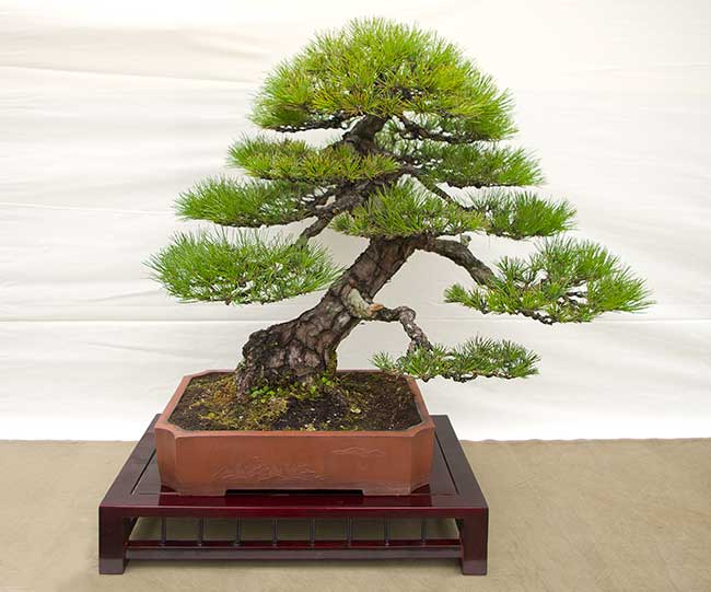 Hai Yama Ten 2016: Pinus thunbergii, Japanische Schwarzkiefer