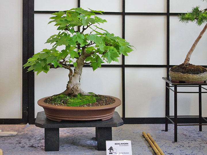 Ausstellung Bonsai-AK Bockenem, 2017, Berg-Ahorn (Acer pseudoplatanus) als Bonsai gestaltet