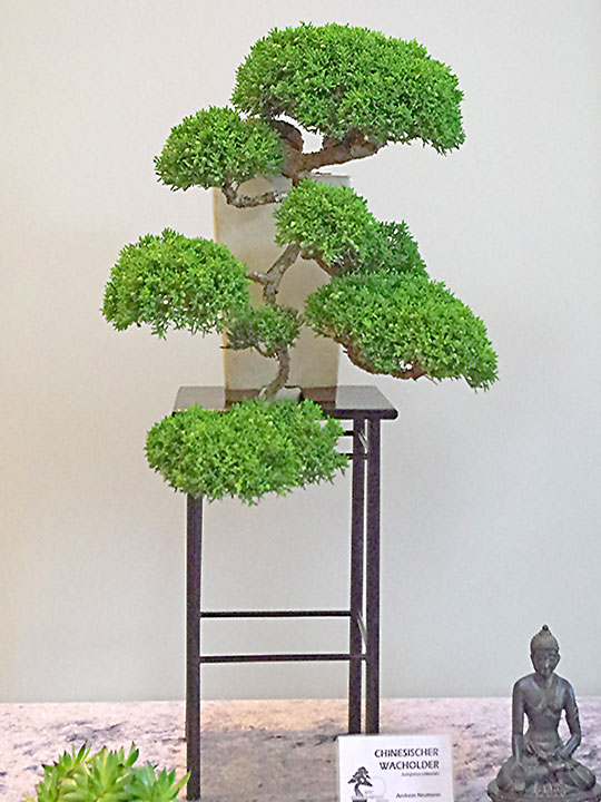 Ausstellung Bonsai-AK Bockenem, 2017, Chinesische Wacholder (Juniperus chinensis), Bonsai in Kaskadenform
