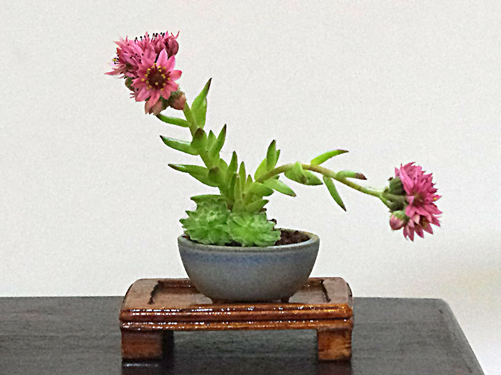 Ausstellung Bonsai-AK Bockenem, 2017, Hauswurz (Sempervivum spec.) Beistellpflanze