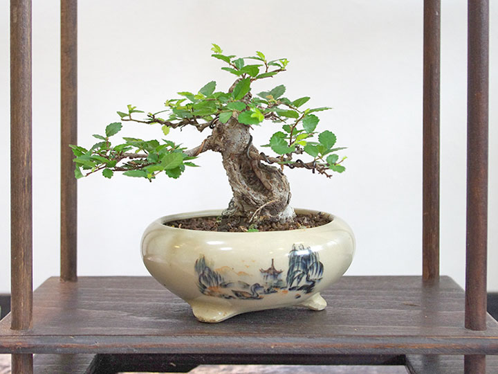 Ausstellung Bonsai-AK Bockenem, 2017, Bild 05